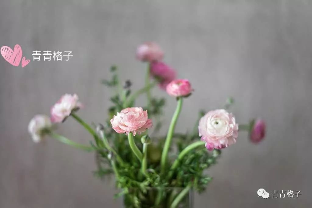 郁金香鲜花养护_鲜花养护_带泥鲜花礼盒如何养护