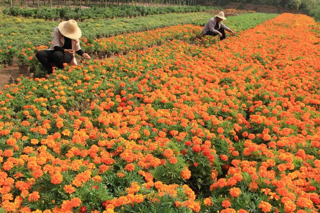 鲜花养护小知识_鲜花养护_鲜花养护保鲜法