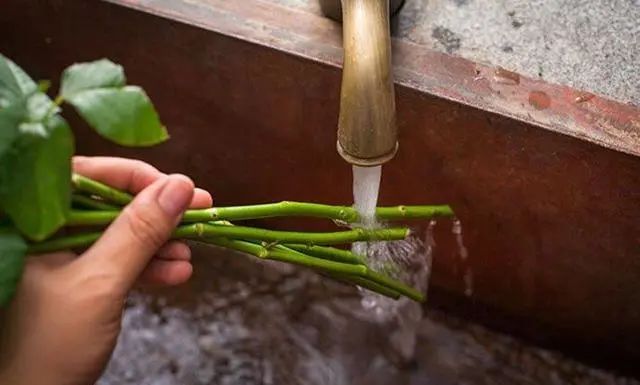 鲜花养护_鲜花养护方法_鲜花养护保鲜法