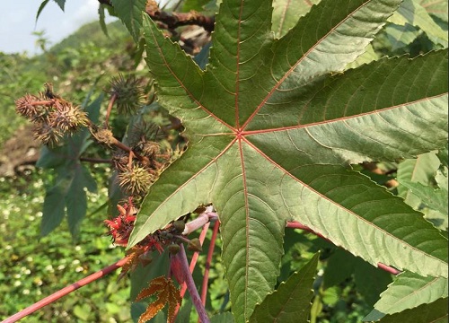 花谈花卉植物论坛_十大致癌花卉是什么花_花谈花卉植物论坛花友秀图区