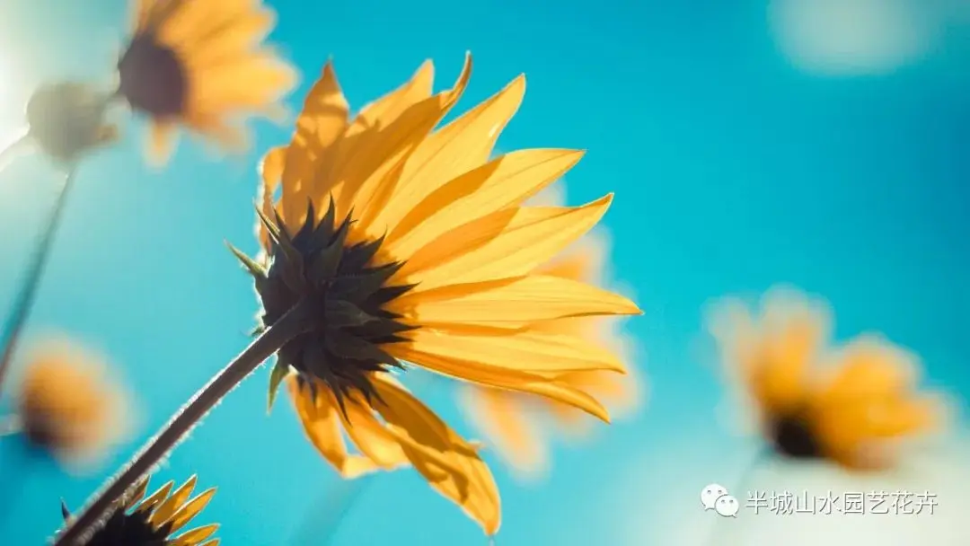 玫瑰鲜花养护_鲜花养护_鲜花养护步骤示意图