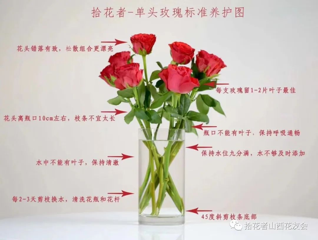 鲜花养护方法_鲜花养护_鲜花养护步骤示意图