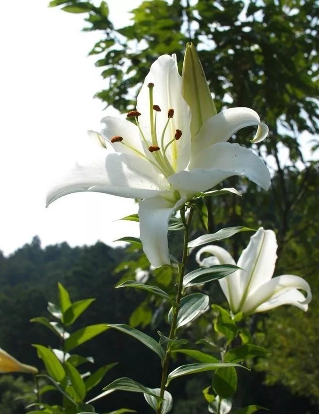 康乃馨鲜花养护_鲜花养护_鲜花养护保鲜法