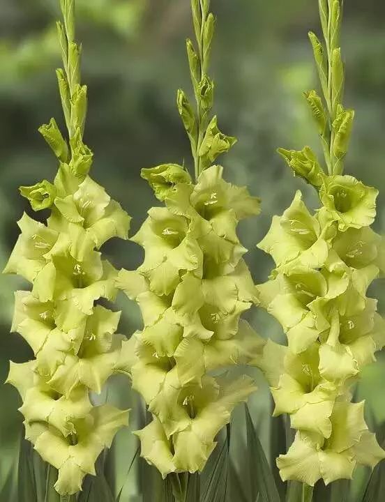 鲜花养护_鲜花养护保鲜法_康乃馨鲜花养护