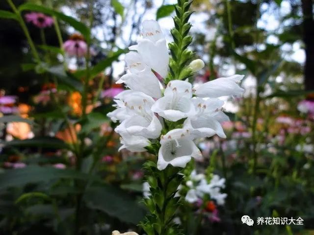 漂亮小众的花_小众但花语特别的花_小众花的名字