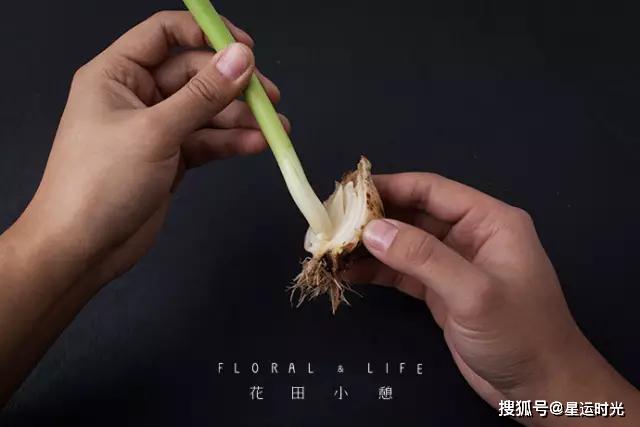 鲜花养护_鲜花养护小知识_鲜花养护保鲜法