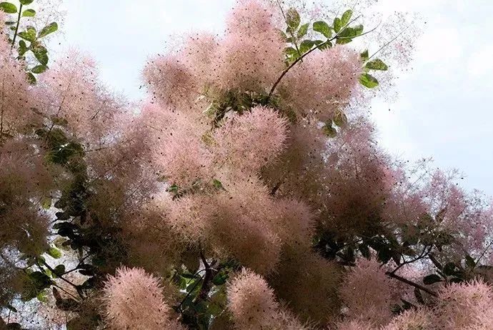 小众花的名字_小众但花语特别的花_花语小众的花