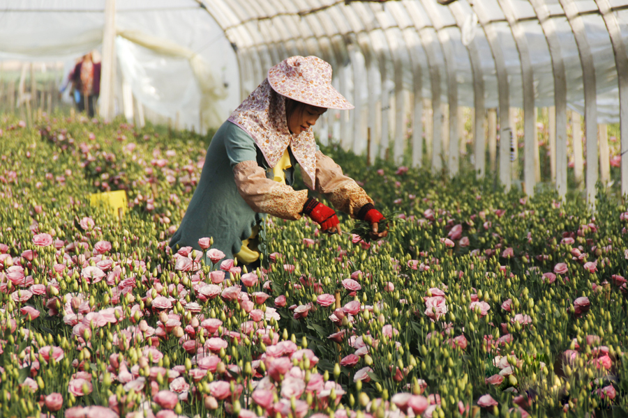 鲜花养护小知识_鲜花养护保鲜法_鲜花养护