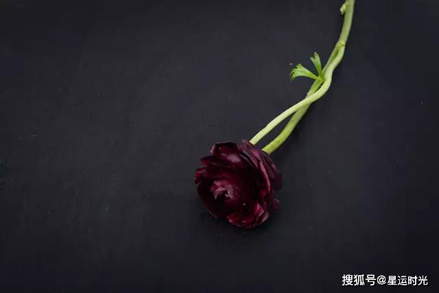 鲜花养护_鲜花养护小知识_鲜花养护保鲜法