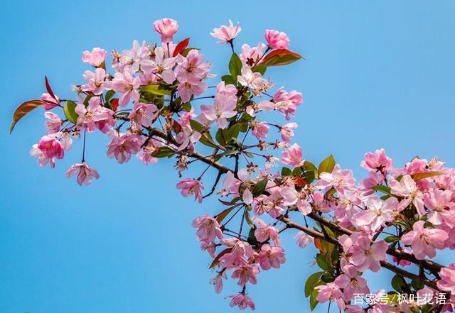 花语故事_花语故事大全_木槿花花语故事