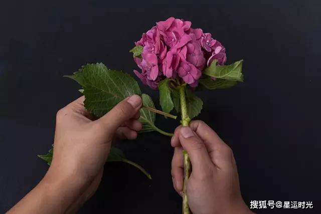 鲜花养护_鲜花养护保鲜法_鲜花养护小知识