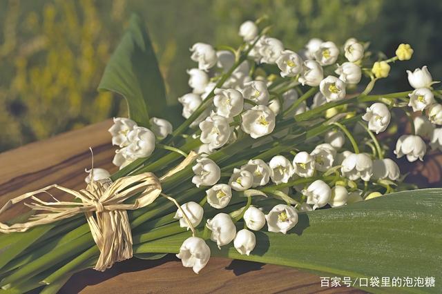 鲜花养护_鲜花养护小知识_鲜花养护保鲜法