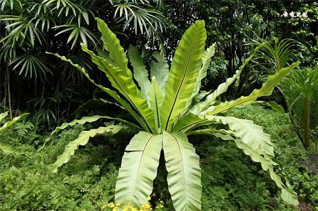 几种室内花卉植物的养殖方法（100种常见室内绿植）(98)