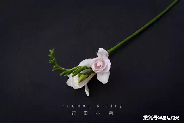 鲜花养护_鲜花养护保鲜法_鲜花养护小知识