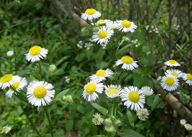 几种室内花卉植物的养殖方法（100种常见室内绿植）(95)