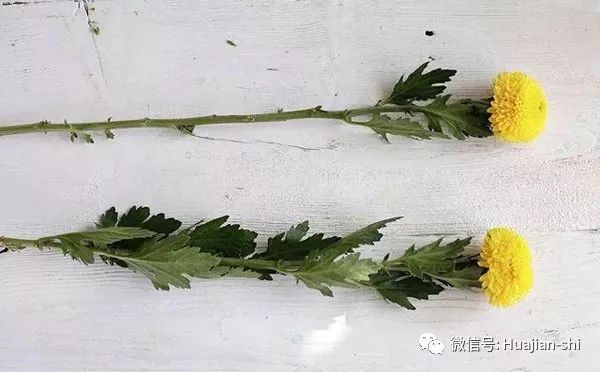 玫瑰鲜花养护_鲜花养护方法_鲜花养护