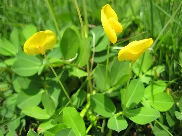 几种室内花卉植物的养殖方法（100种常见室内绿植）(99)