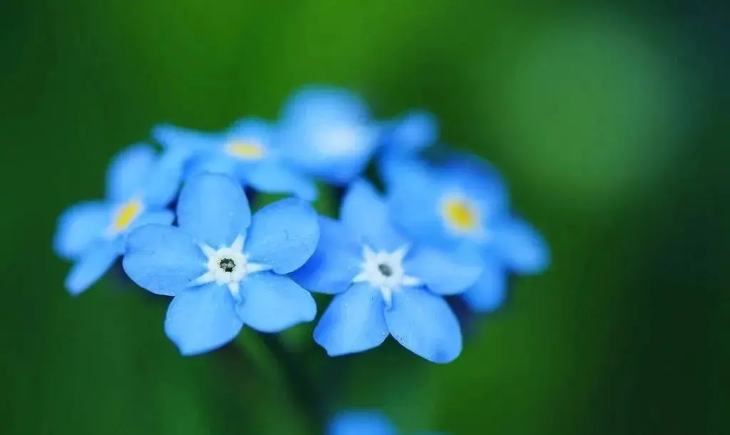 鲜花养护_玫瑰鲜花养护_鲜花养护步骤示意图