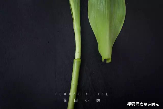 鲜花养护_鲜花养护保鲜法_鲜花养护小知识