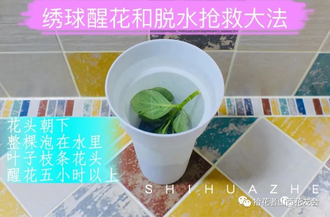 鲜花养护保鲜法_鲜花养护_鲜花养护方法