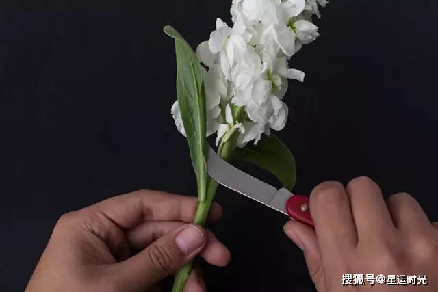 鲜花养护保鲜法_鲜花养护小知识_鲜花养护