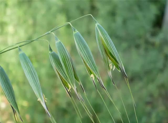 几种室内花卉植物的养殖方法（100种常见室内绿植）(51)