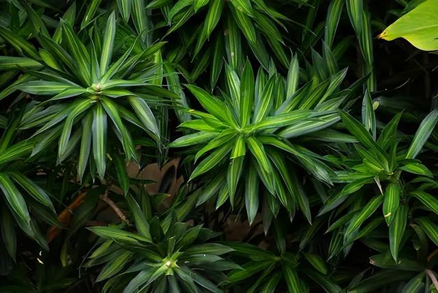 几种室内花卉植物的养殖方法（100种常见室内绿植）(38)