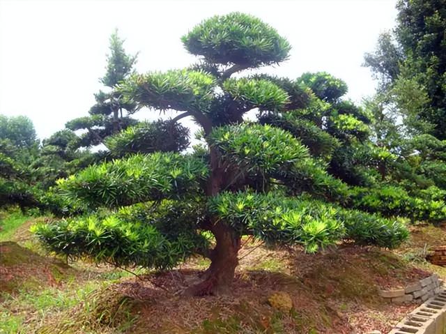 几种室内花卉植物的养殖方法（100种常见室内绿植）(72)