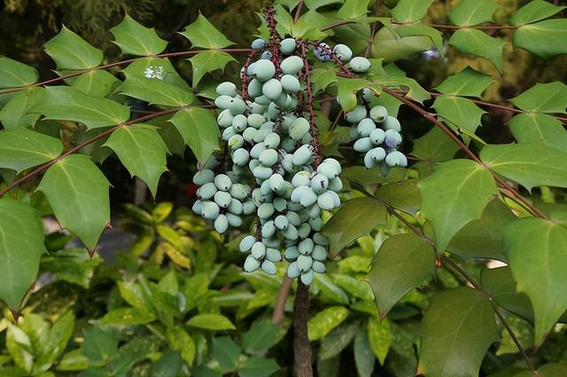 几种室内花卉植物的养殖方法（100种常见室内绿植）(32)