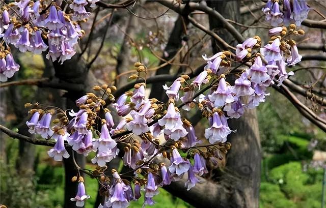 几种室内花卉植物的养殖方法（100种常见室内绿植）(90)