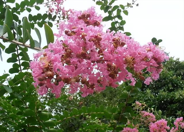 几种室内花卉植物的养殖方法（100种常见室内绿植）(37)