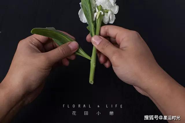 鲜花养护小知识_鲜花养护_鲜花养护保鲜法