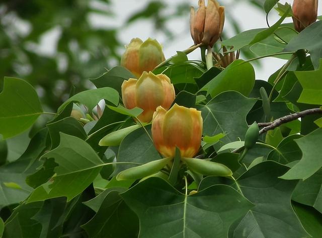 几种室内花卉植物的养殖方法（100种常见室内绿植）(49)