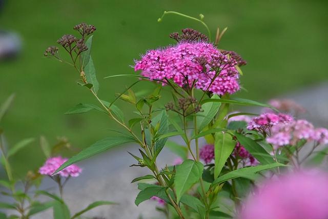 几种室内花卉植物的养殖方法（100种常见室内绿植）(53)