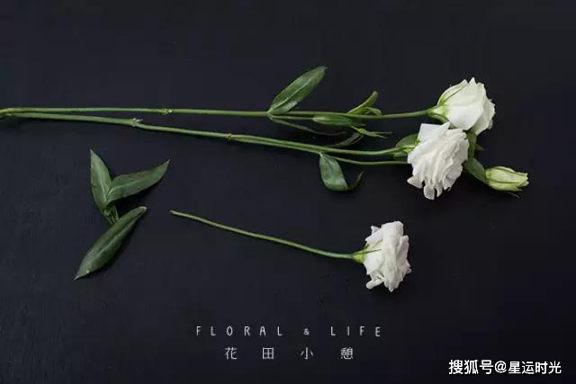 鲜花养护_鲜花养护保鲜法_鲜花养护小知识