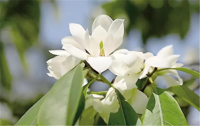 几种室内花卉植物的养殖方法（100种常见室内绿植）(85)