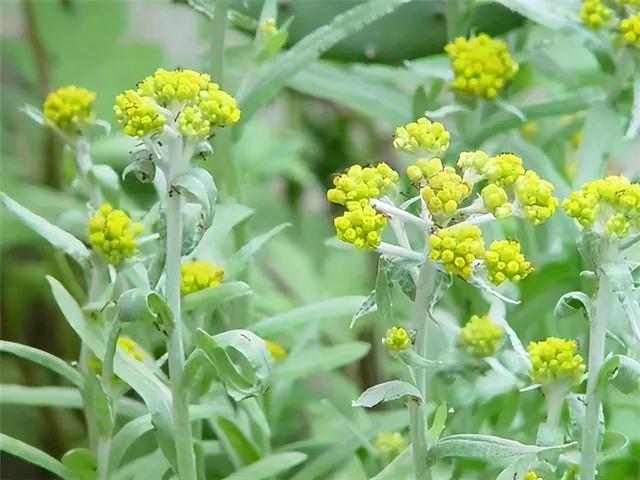 几种室内花卉植物的养殖方法（100种常见室内绿植）(88)