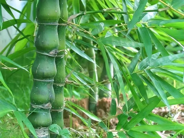 几种室内花卉植物的养殖方法（100种常见室内绿植）(48)