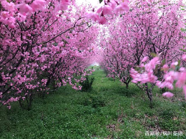 花语故事大全_木槿花花语故事_花语故事