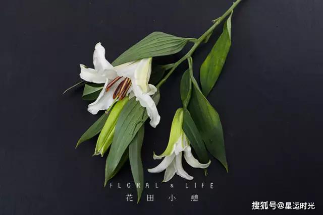 鲜花养护_鲜花养护保鲜法_鲜花养护小知识