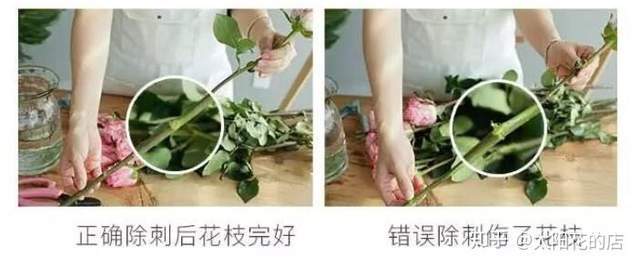 鲜花养护_康乃馨鲜花养护_鲜花养护保鲜法