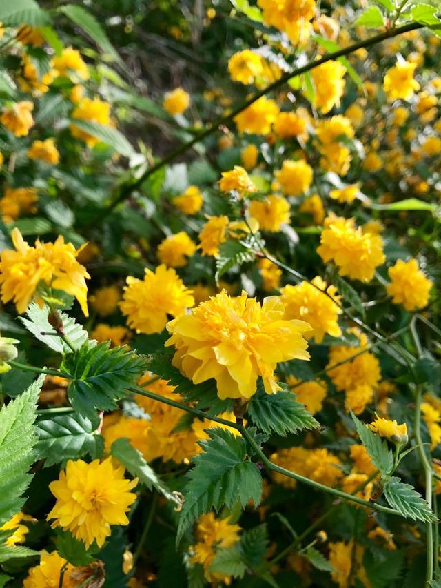 几种室内花卉植物的养殖方法（100种常见室内绿植）(26)