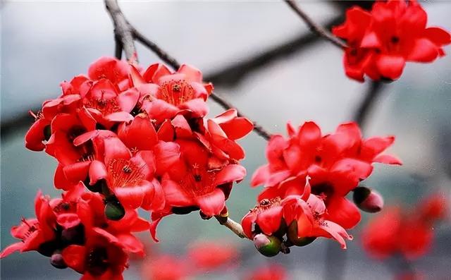 几种室内花卉植物的养殖方法（100种常见室内绿植）(82)