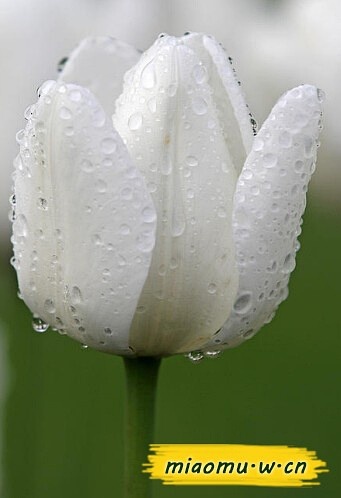 鲜花养护方法_鲜花养护_鲜花养护保鲜法