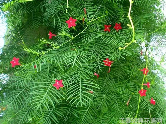 几种室内花卉植物的养殖方法（100种常见室内绿植）(100)