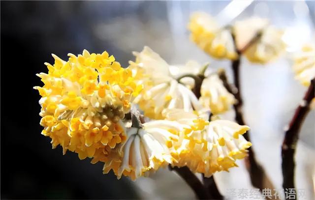 几种室内花卉植物的养殖方法（100种常见室内绿植）(60)