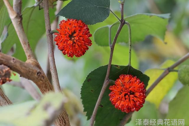 几种室内花卉植物的养殖方法（100种常见室内绿植）(52)