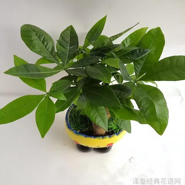 几种室内花卉植物的养殖方法（100种常见室内绿植）(2)