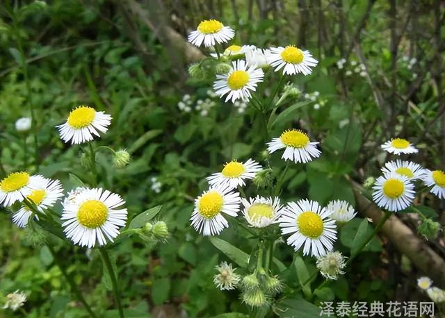 几种室内花卉植物的养殖方法（100种常见室内绿植）(95)