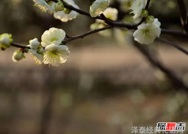 传说中的花有哪些?盘点上古八大奇花(附图片)